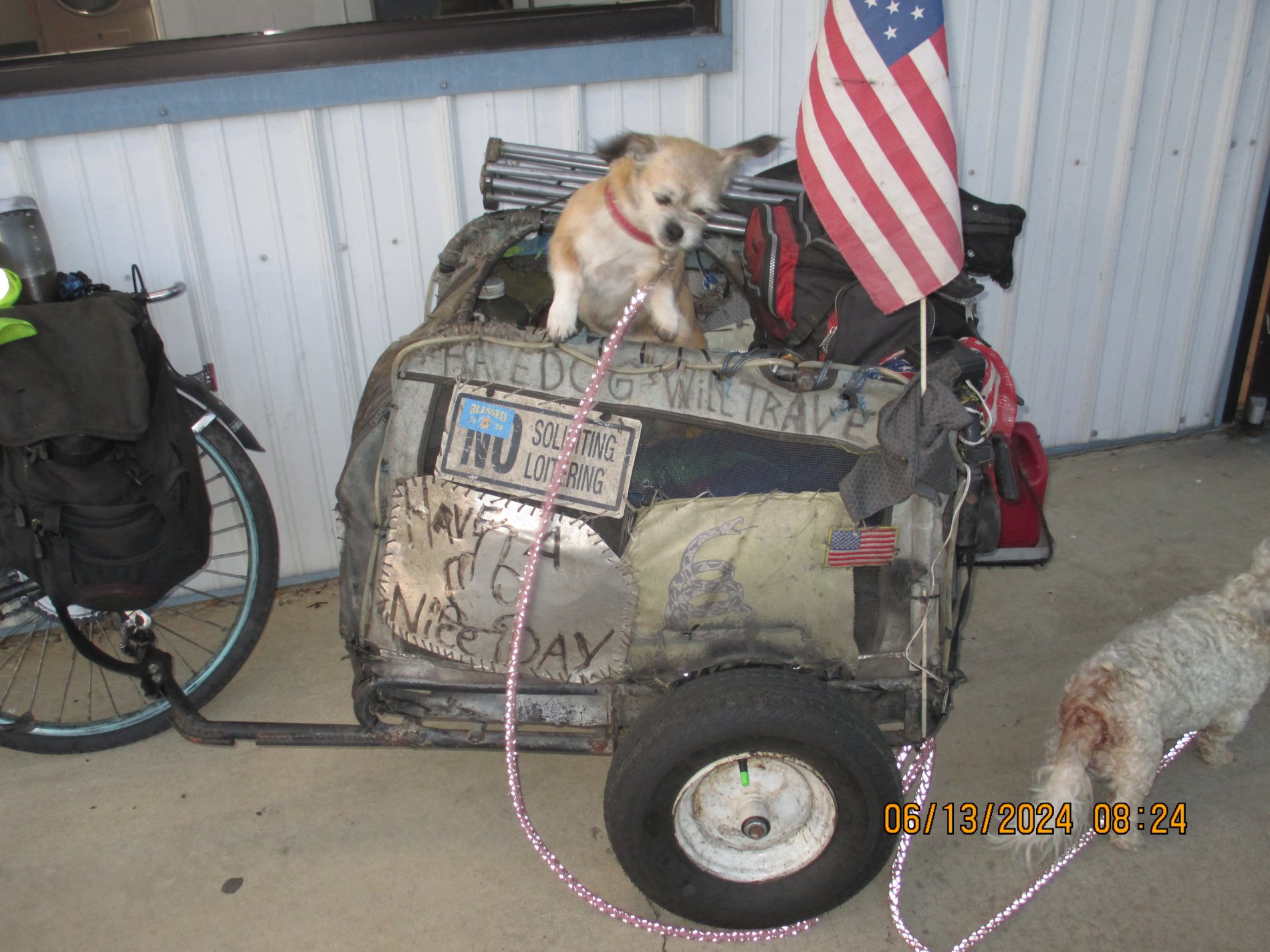1 crzy dogs.JPG