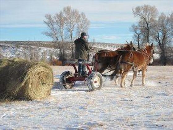 1_Dads_Mule_Pictures_100.jpg