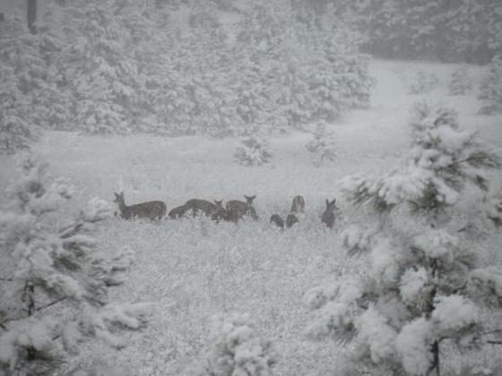 2-16-11-deer-across-from-my-home-in-clinton-mt-amanda-hiatt.jpg