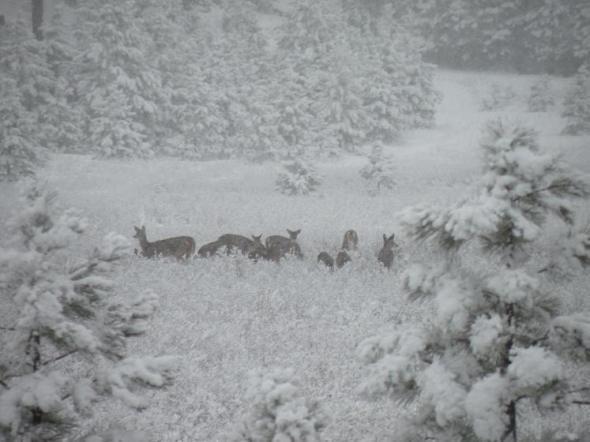 2-16-11-deer-across-from-my-home-in-clinton-mt-amanda-hiatt.jpg