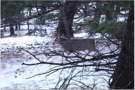 2006seedbuck.jpg