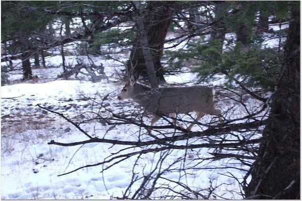 2006seedbuck.jpg