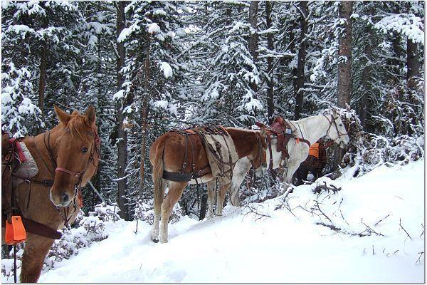2006timbersnowhorses.jpg