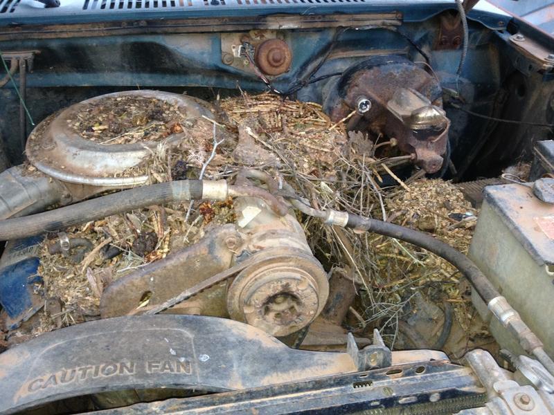 82FordPackratnest.jpg