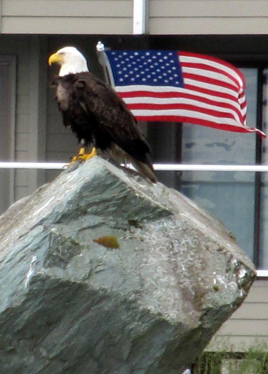 american_eagle.jpg