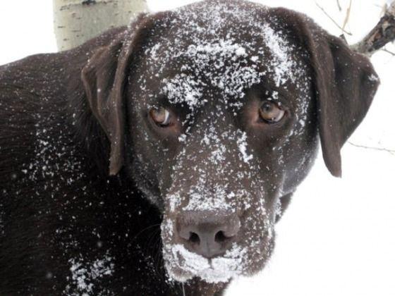 bella-cassara-snow.jpg