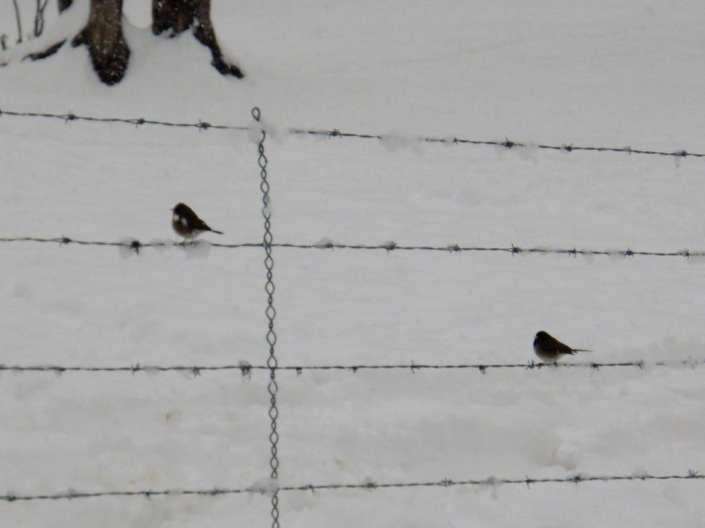 birds-on-snow-fence.jpg