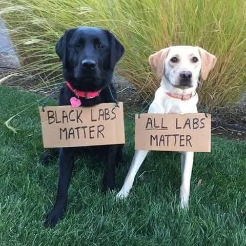 BlackLabsMatter.JPG