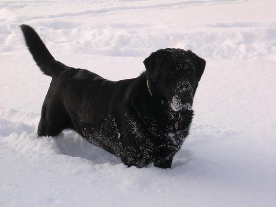 Buddy-snow1.jpg