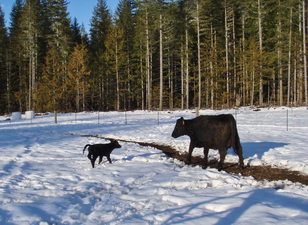 calf-running.jpg