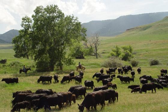 cattledrive04m.jpg