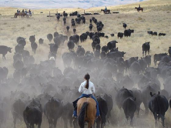 cattledrive05m.jpg