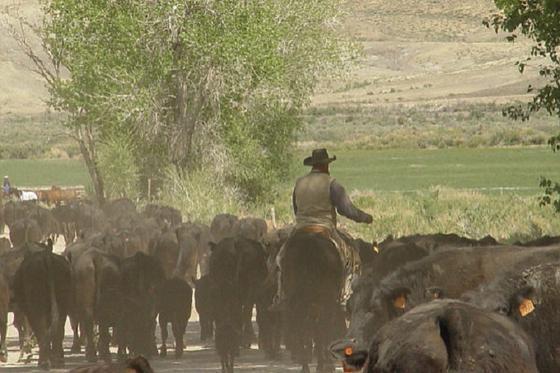 cattledrive07m.jpg