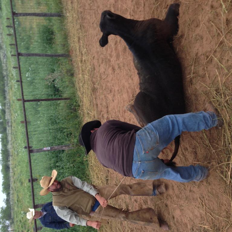 Cattlemove052215.jpg