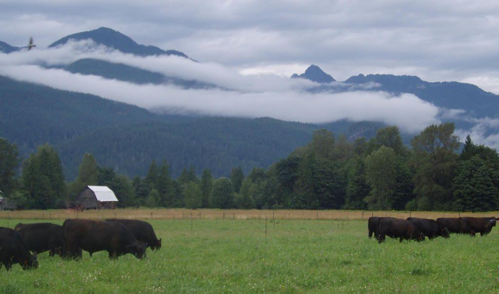 clouds-and-cows-better.jpg
