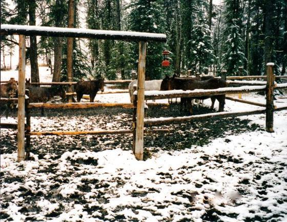 corral.jpg