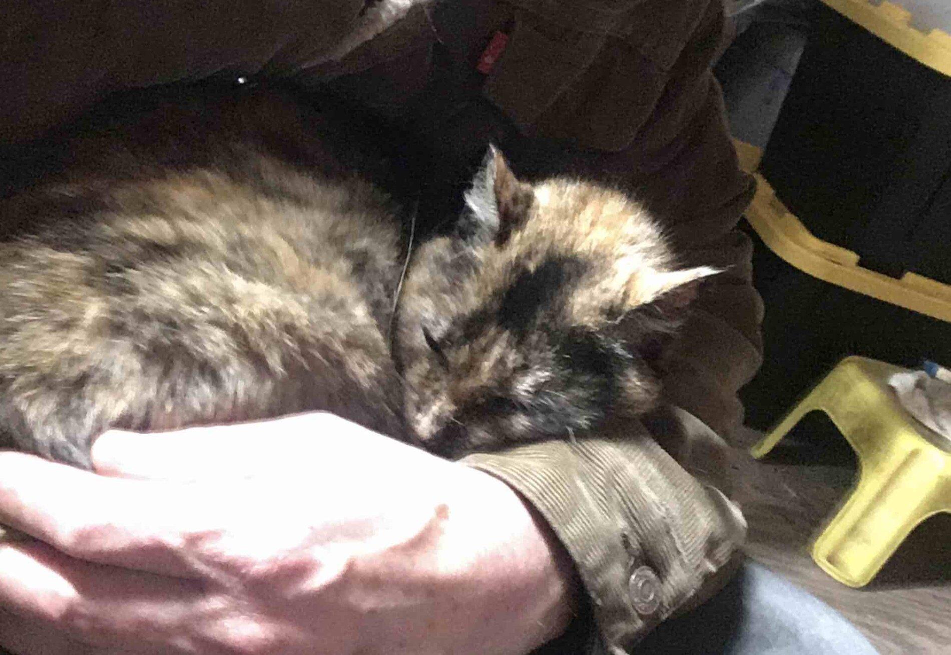 Dane_Kitty.jpg