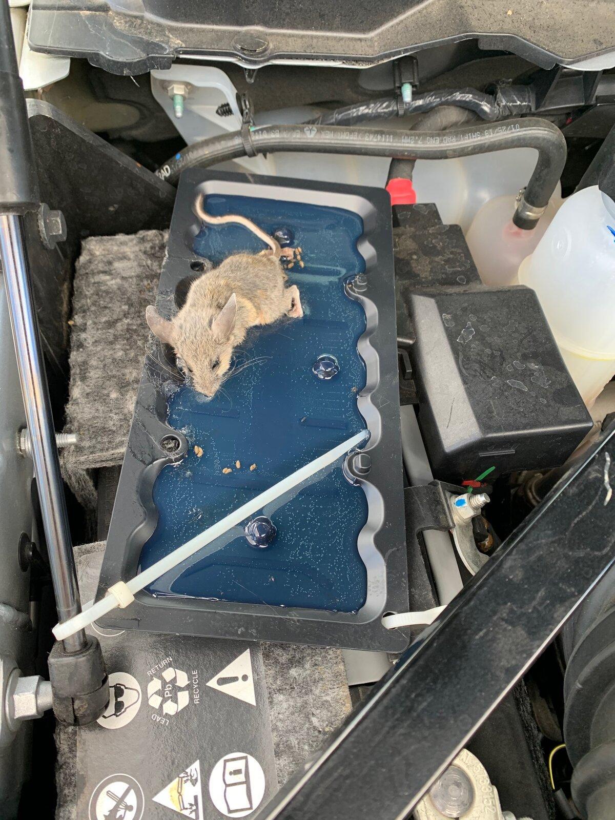 Dead Mouse.jpg