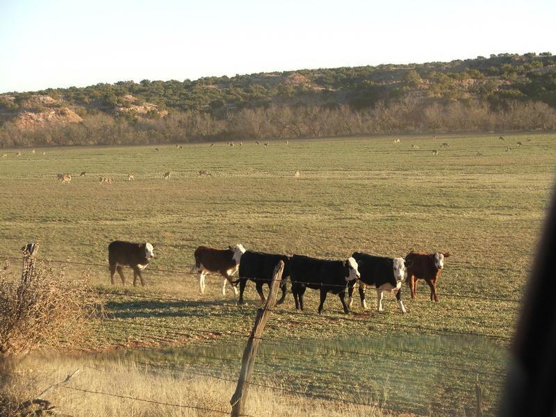 dec 08 deer lubbock wheat coows 019.jpg