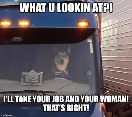 dog.jpg