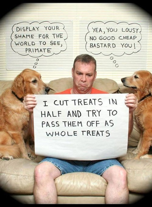 dog.png