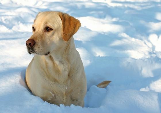 dog-snow-stockxpertcom_id185469_size1.jpg