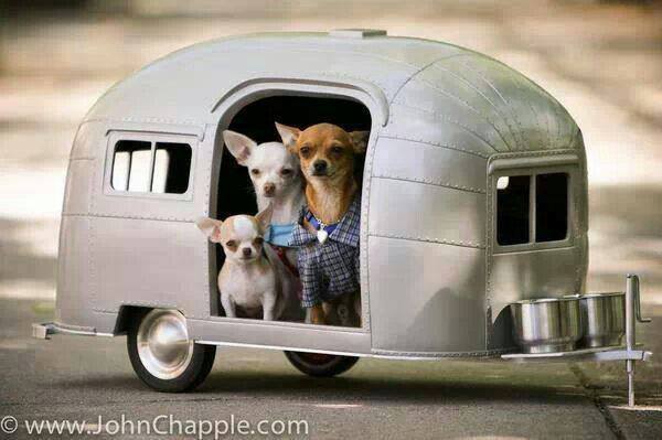 doggytrailer.jpg
