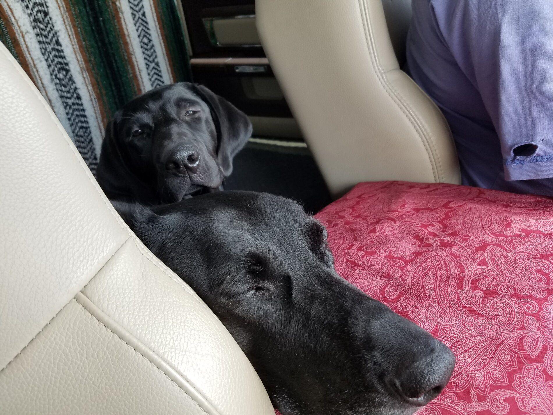 Dogs-Riding.jpeg