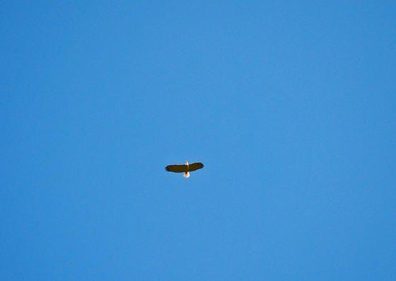 Eagles Fox River01_26_13_01.jpg