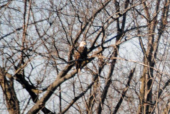 Eagles Fox River01_26_13_02.jpg