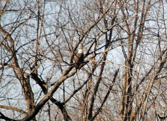 Eagles Fox River01_26_13_04.jpg