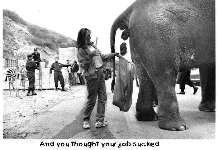 elephant job.jpg
