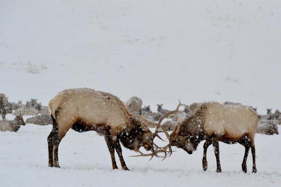 elk-sleigh-ride.jpg