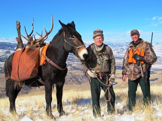 elkhuntingdomemountainjokerthemule.jpg