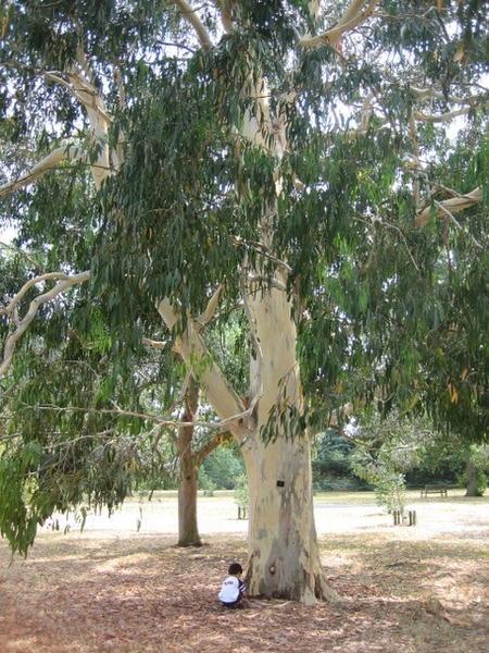 eucalyptus-tree-3.jpg