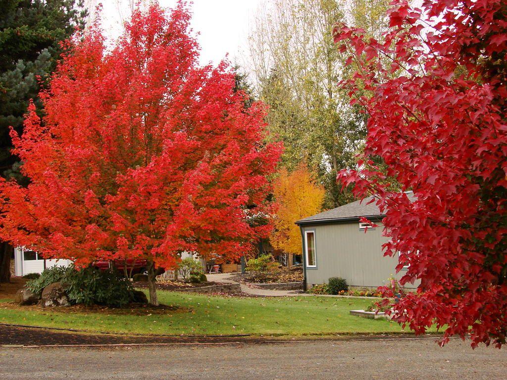 Fairview Flame (2).jpg