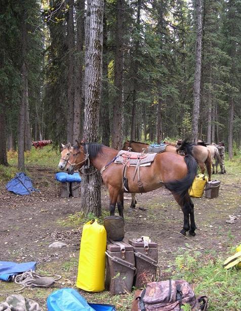 g_gruenefeld_elk-hunting-british-columbia10.jpg