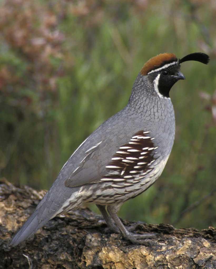 Gambels_Quail.jpg