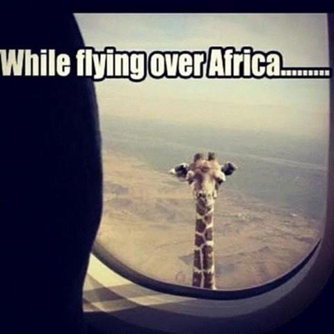 giraffe.jpg