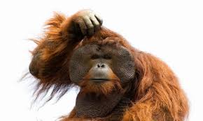 grease monkey.jpg