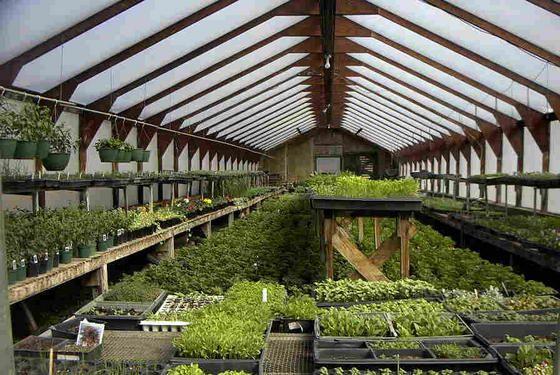 greenhouse.jpg