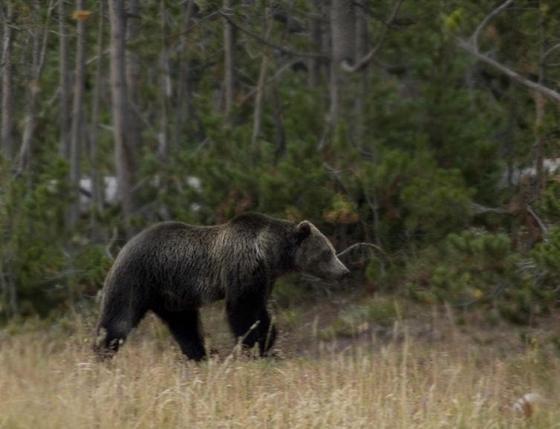 grizzc.jpg
