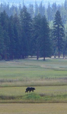 grizzly-in-seeley-lake.jpg