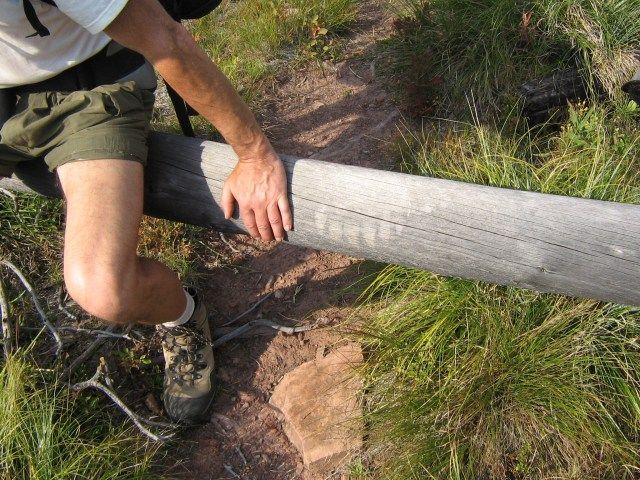 grizzly-track.jpg