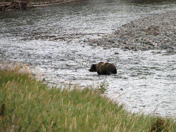 grizzly_crossing_the_river.jpg