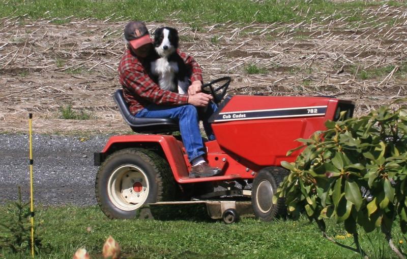 Gypsy mowing lawn 2 sm.jpg