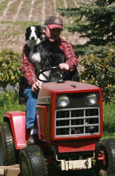 Gypsy mowing sm1.jpg