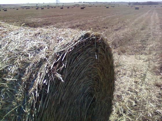 Hayfromfarm090112.jpg