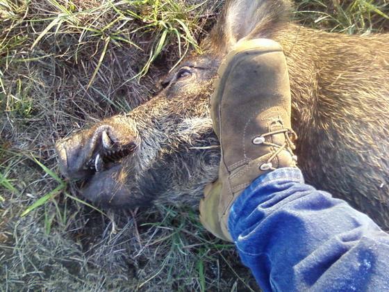 hog090412.jpg