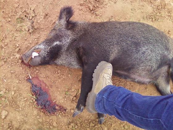 hogkilled100412.jpg